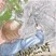 佳作　岡野　麻央